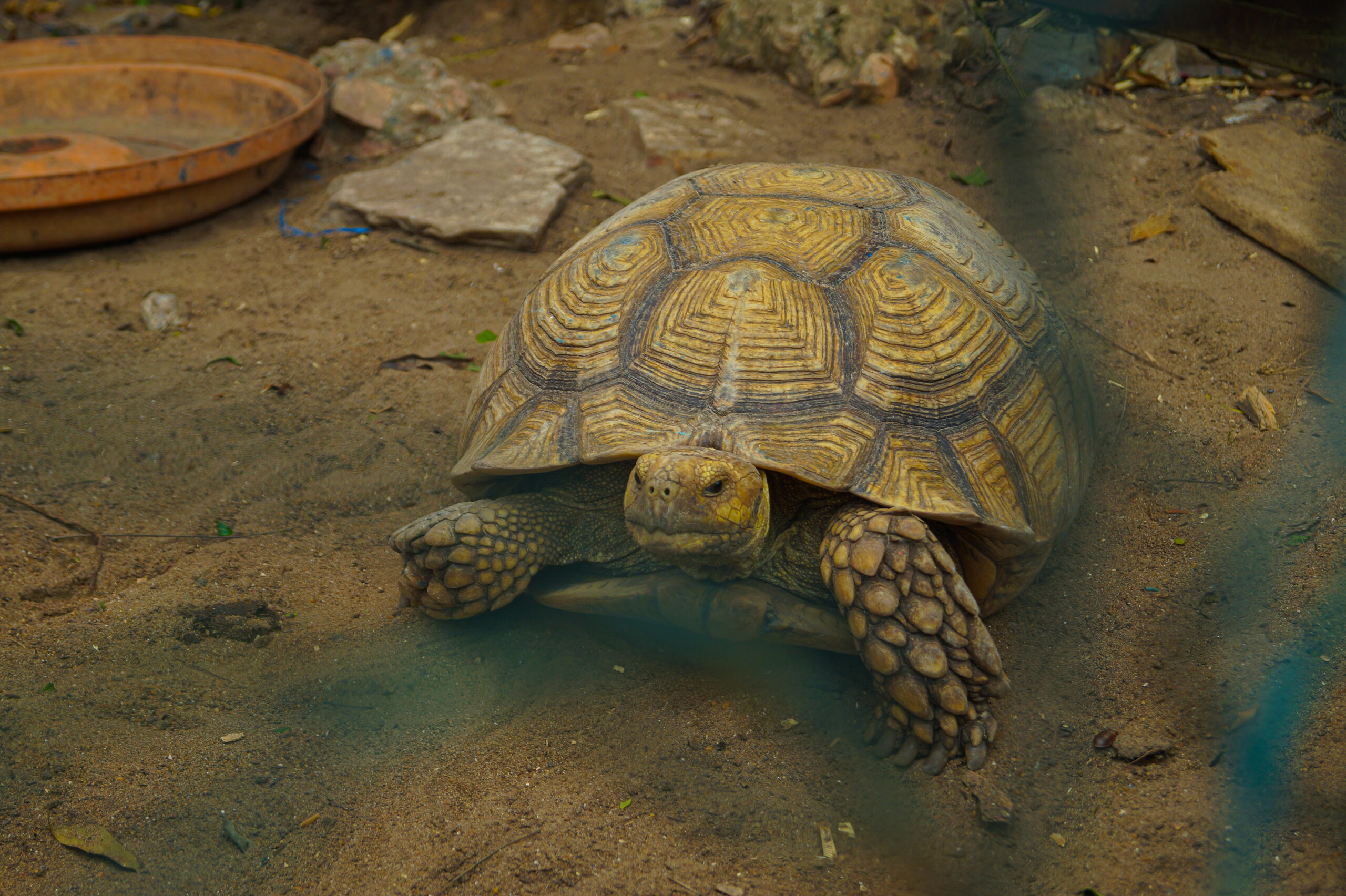 ed's cottage mini zoo